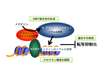 ポンチ図