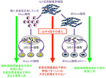 ポンチ図