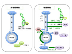 ポンチ図１