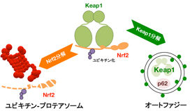 ポンチ図１