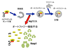 ポンチ図２